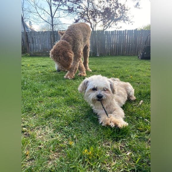 Meet your Posher, Cari - Picture 3 of 4